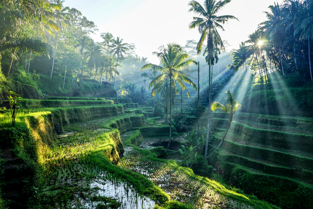 bali
