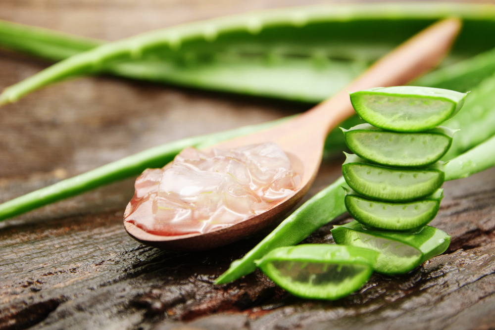 aloe vera
