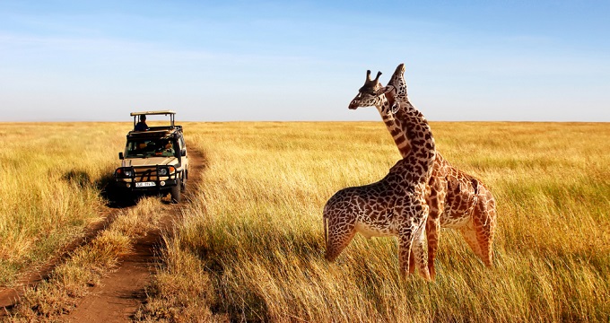 safari