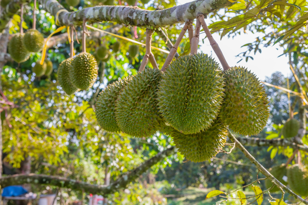 durian meyvesi