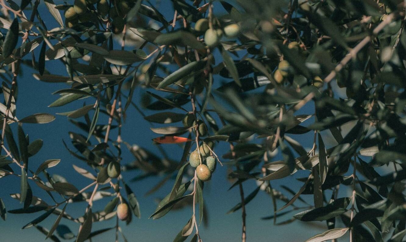 Evde Zeytin Yapımının Püf Noktaları ve Lezzetli Tarifler