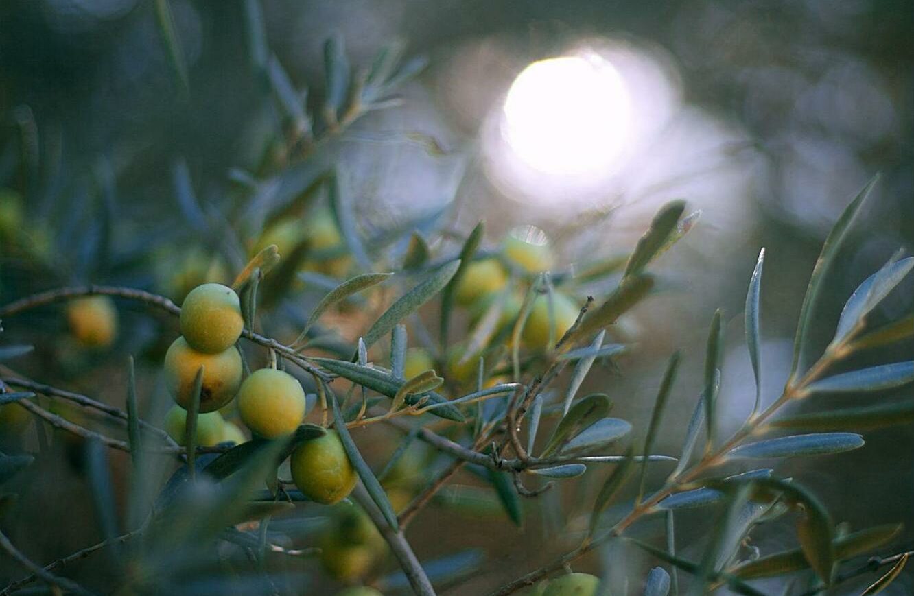 Evde Zeytin Yapımının Püf Noktaları ve Lezzetli Tarifler