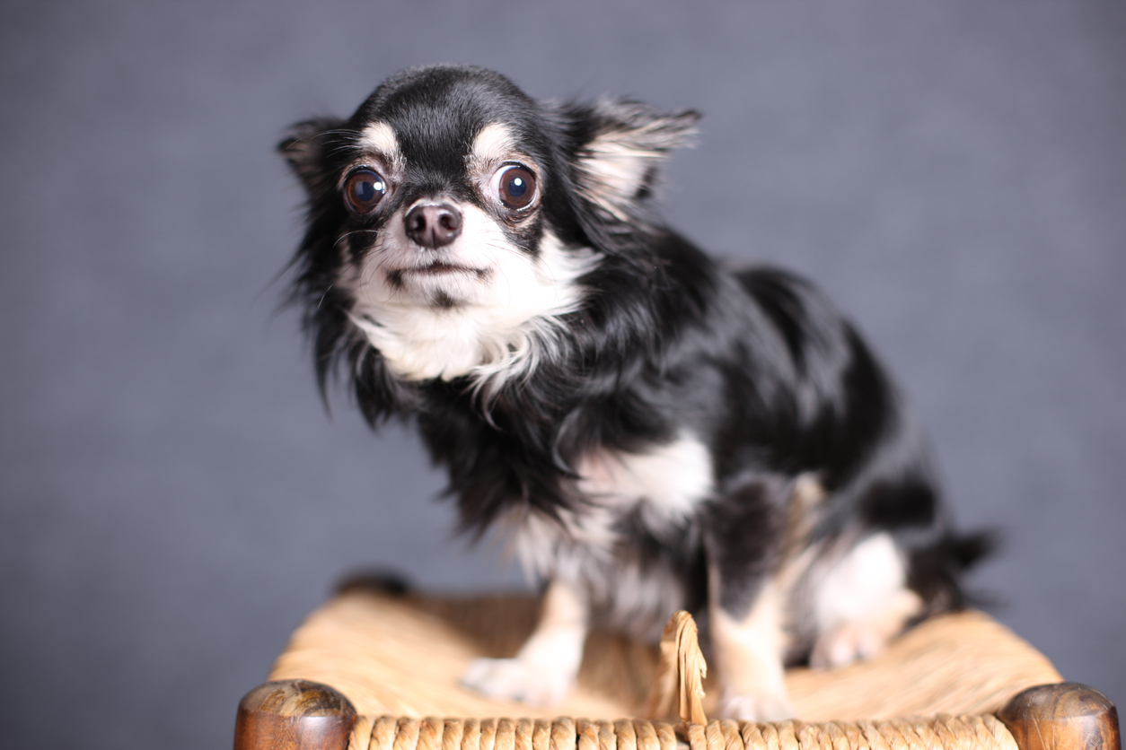 Evde Beslenecek Köpek Cinsleri Keşfet Hepsiburada