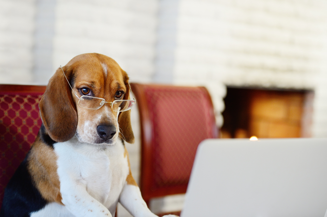 Evde Beslenecek Köpek Cinsleri Keşfet Hepsiburada