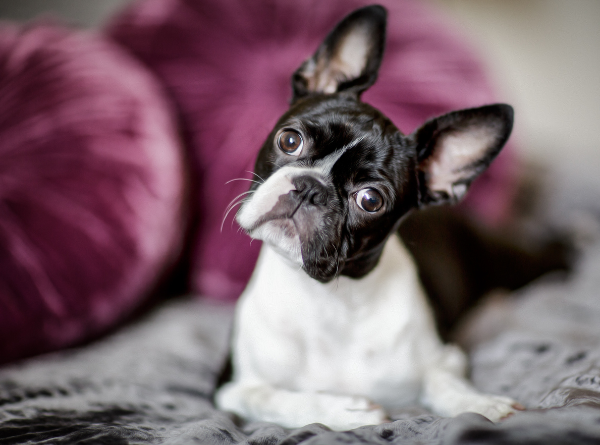 Evde Beslenecek Köpek Cinsleri Keşfet Hepsiburada