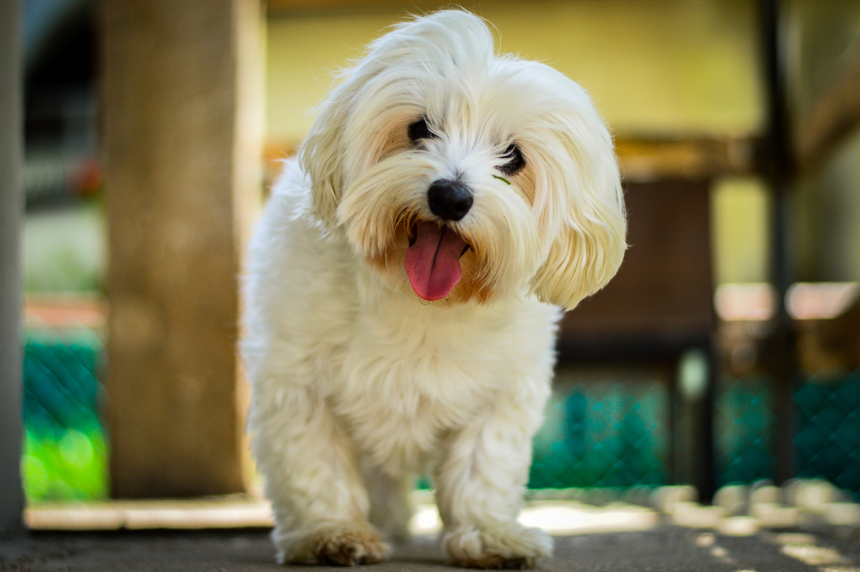 Evde Beslenecek Köpek Cinsleri Keşfet Hepsiburada
