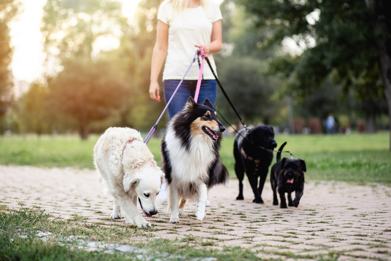 köpeğin tuvaletinin geldiğini nasıl anlarız